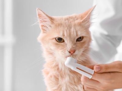 Brosser les dents de son chat : tout sur l'hygiène dentaire